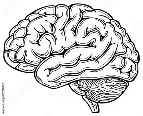 Brain anatomical illustration of human organ with neural network