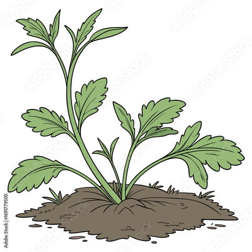 Young Green Plant Growing Out Of Soil Mound On White Background seedling sprout