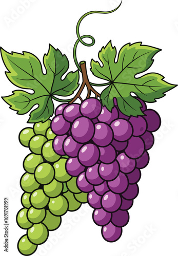 Cartoon Grapes with Vine and Leaf