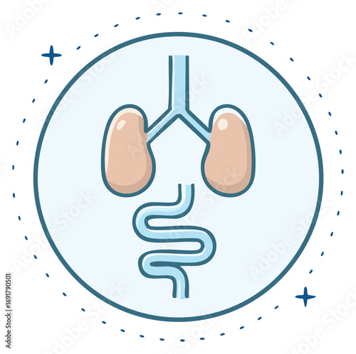 Stylized Kidneys and Intestine Illustration in a Blue Circle Emblem