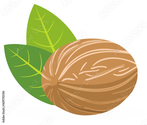 Aromatic whole nutmeg spice with fresh green leaves vector illustration for culinary use