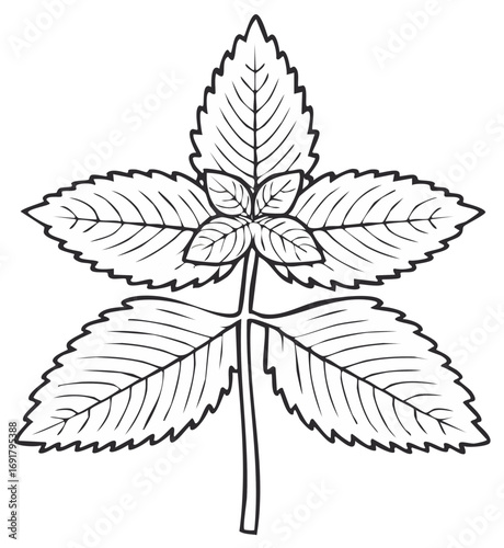 Botanical illustration of spearmint plant with leaves and stem in black and white line art style, medicinal herb for cuisine and health