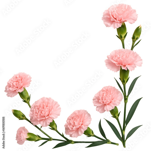 Pink Carnation Corner Floral Decoration for Borders and Invitations Isolated on Transparent Background