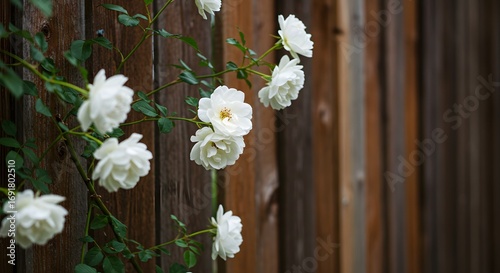 White roses climbing wooden fence