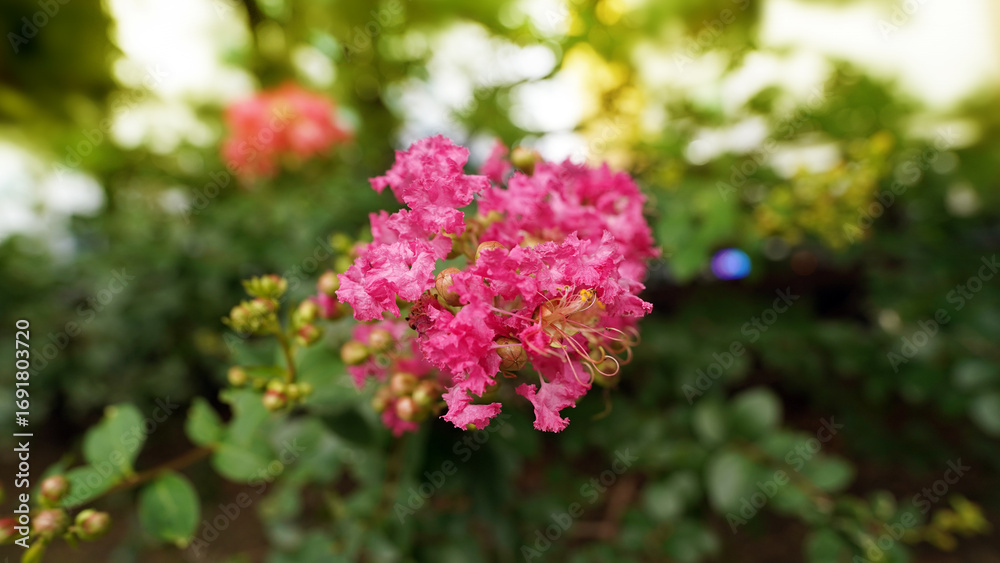 Obraz premium Vibrant Pink Crape Myrtle (Lagerstroemia) Blooming in Summer Garden