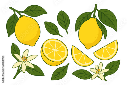 Lemon fruit and flower set. Botanical vector illustration of fresh citrus, juicy slices, leaves and blossoms. Organic summer food cartoon collection isolated on white background.
