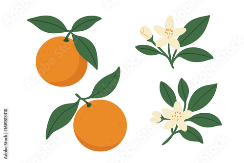 Orange fruit and blossom set. Vector flat illustration of citrus with leaves and flowers. Botanical cartoon drawing for healthy, fresh, natural food design element. Organic summer fruit.