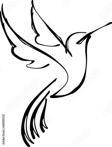 Bird Hand Drawn Vector Illustration. Hummingbird Simple Line Drawing.