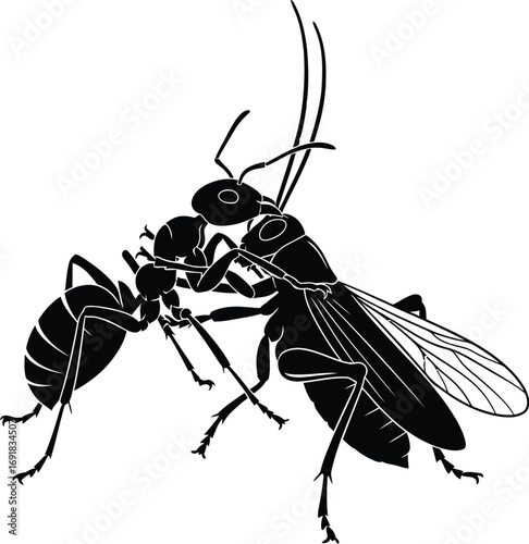 A wasp is attacking an ant, a graphic illustration of the predator-prey relationship in insect world