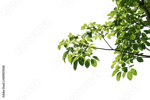branch leaves or green leaf isolated. Tree Leaf Frame