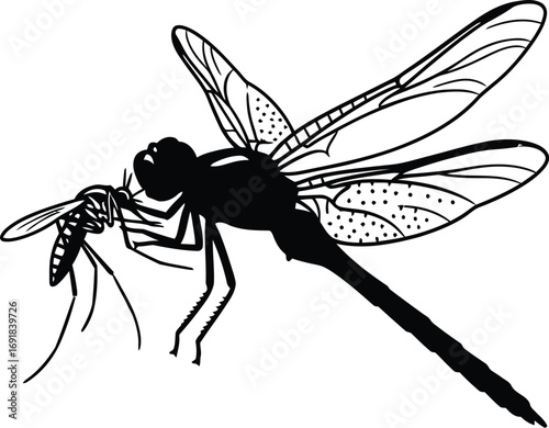 A captivating black and illustration of a dragonfly preying a mosquito, showcasing natures intricate dance