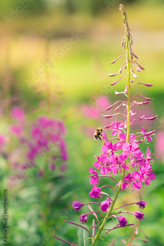 Bumblebee on pink flowers on a meadow
