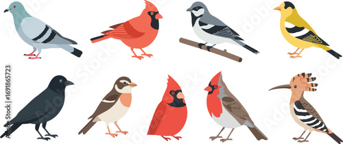 Illustration of various bird species on a white background