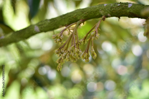 King of fruits, Close up durian flowers from the branched of durian tree in the garden, Close-up view of durian flowers hanging from a branch. Durian flowers on the branch