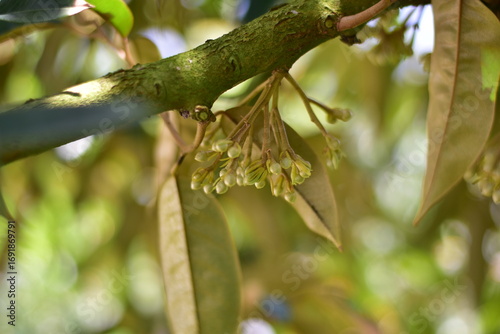King of fruits, Close up durian flowers from the branched of durian tree in the garden, Close-up view of durian flowers hanging from a branch. Durian flowers on the branch