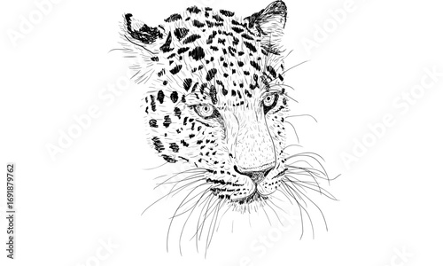 A detailed black and white ink sketch of a leopard's head with an intense gaze on a clean white background.