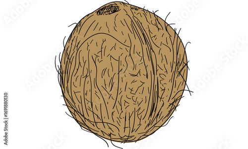 A detailed illustration of a coconut with husk and fibers.