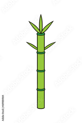 Green Bamboo Tree Isolated On White Background