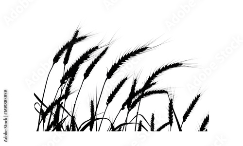 Silhouettes of wheat stalks swaying in the wind against a white background, depicting a natural agricultural scene.