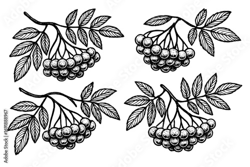 Rowan berry vector illustration set. Hand drawn botanical sketch of sorbus plant. Black and white vintage floral design elements. Isolated rowanberry branch with leaves.