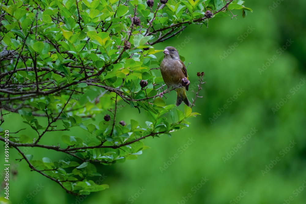 Fototapeta premium Oriental Greenfinch perched on green tree branch Kyoto Imperial Palace
