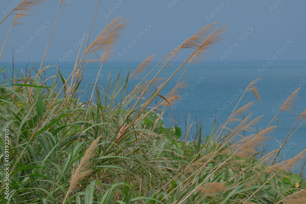 Fototapeta premium Reed Grass Overlooking the Blue Sea at Taiwan’s Northern Cape