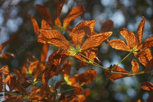 red autumn leaves