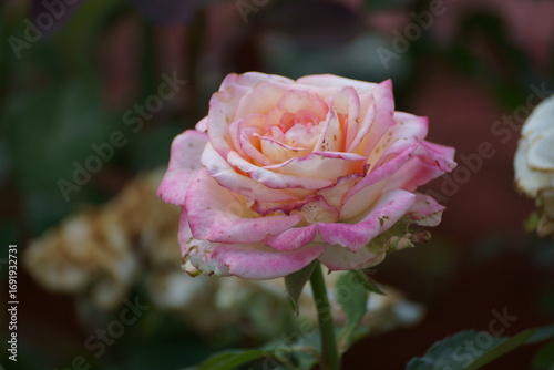 pink rose on the street