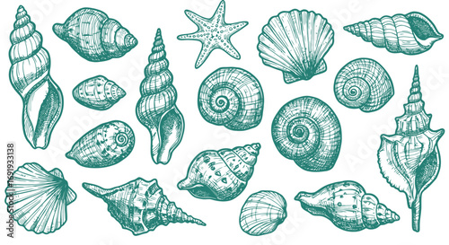 Collection of various seashells and starfish.