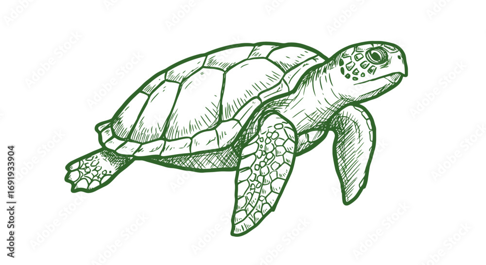 Naklejka premium Green Sea Turtle Line Drawing Illustration.
