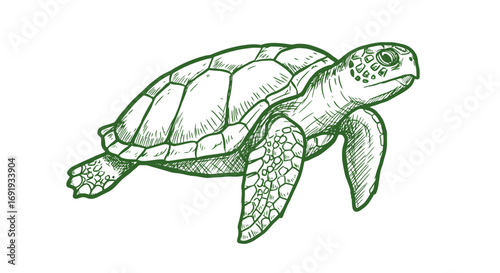 Green Sea Turtle Line Drawing Illustration.
