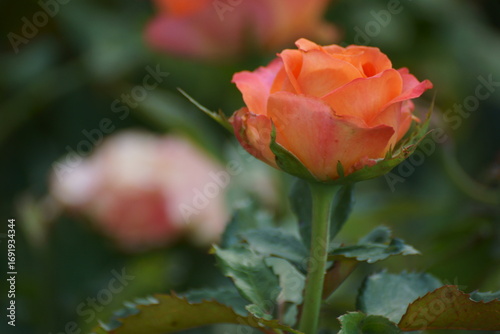 red rose