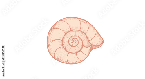 Pale pink spiral shell fossil closeup view.