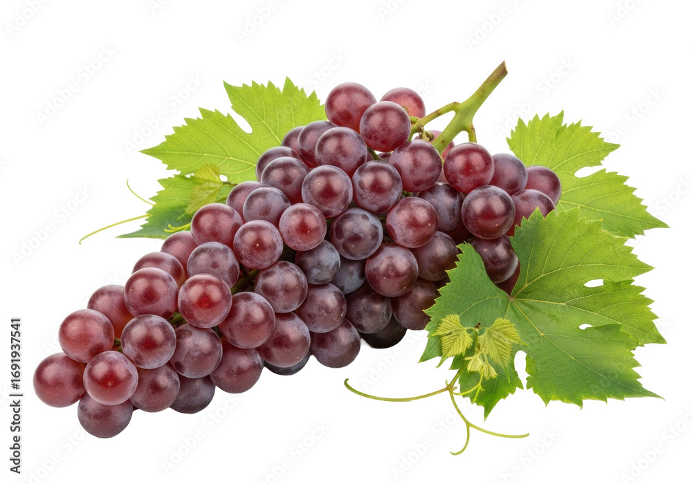 Fototapeta premium Plump purple-red grapes with powdery bloom, firm green stems, and vibrant leaves on a transparent studio background, soft lighting, macro close-up. Concept of fresh fruit