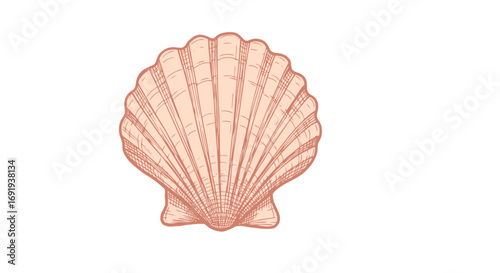 Pink seashell detailed illustration 1.
