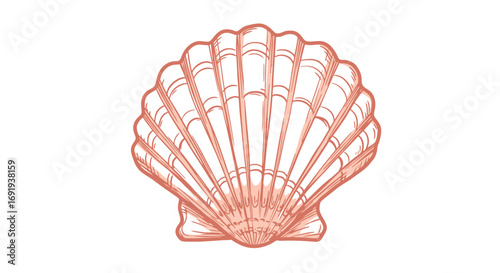 Pink seashell detailed illustration.
