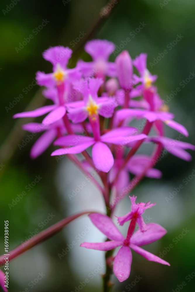 Fototapeta premium Epidendrum secundum, one of the cruciferous orchids, known as the slanting star orchid, is a poorly understood reed-stemmed species, which Dressler describes as the Epidendrum secundum complex.