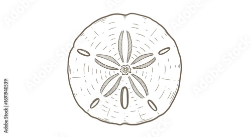 Sand Dollar Sea Life Ocean Beach Shell.