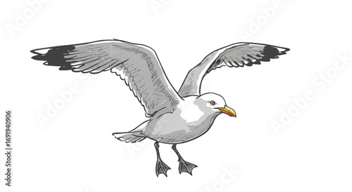 Seagull in flight wings spread wide detailed drawing.