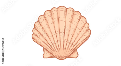 Seashell illustration detailed scallop shell.