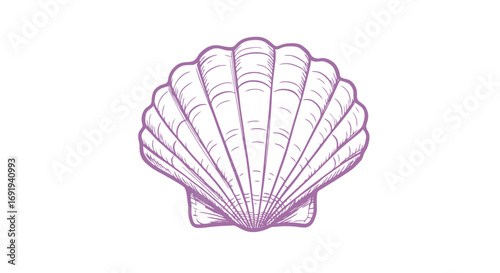 Seashell illustration detailed drawing.
