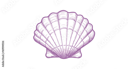 Seashell illustration simple line art drawing 1.