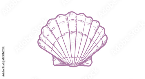 Seashell illustration simple line art drawing.