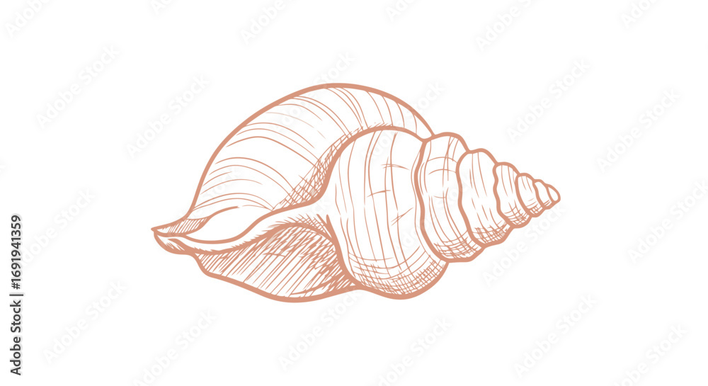 Fototapeta premium Seashell spiral detailed illustration.