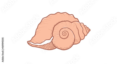 Seashell spiral detailed illustration 1.