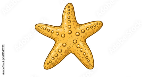 Yellow starfish ocean animal invertebrate marine wildlife.