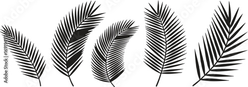 Isolated black palm leaves on a white background illustration