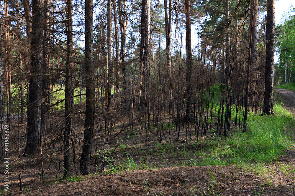 Fototapeta premium Forest Fire Damage Burned Trees and Landscape