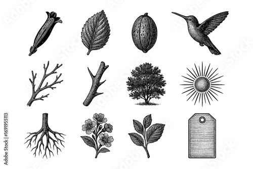 Nature elements in vintage style: leaves, branches, and hummingbird