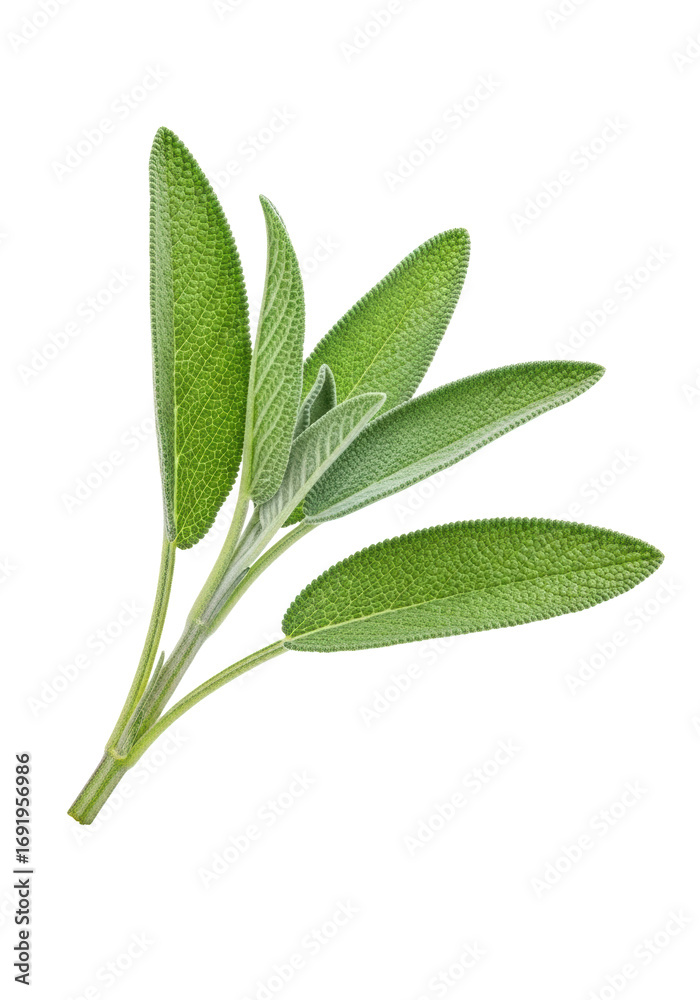 Obraz premium A single fresh sprig of common sage, with vibrant green, velvety oblong leaves and a slender woody stem, isolated against a transparent background with a subtle clean reflection. Concept of